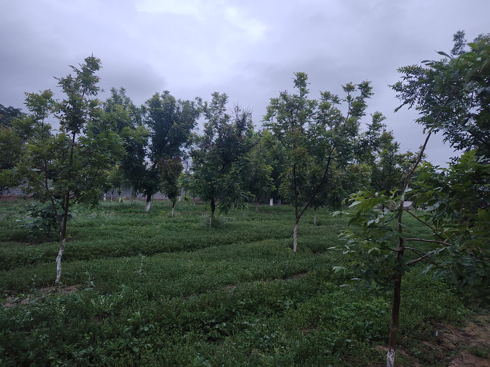 Paisaje Verde